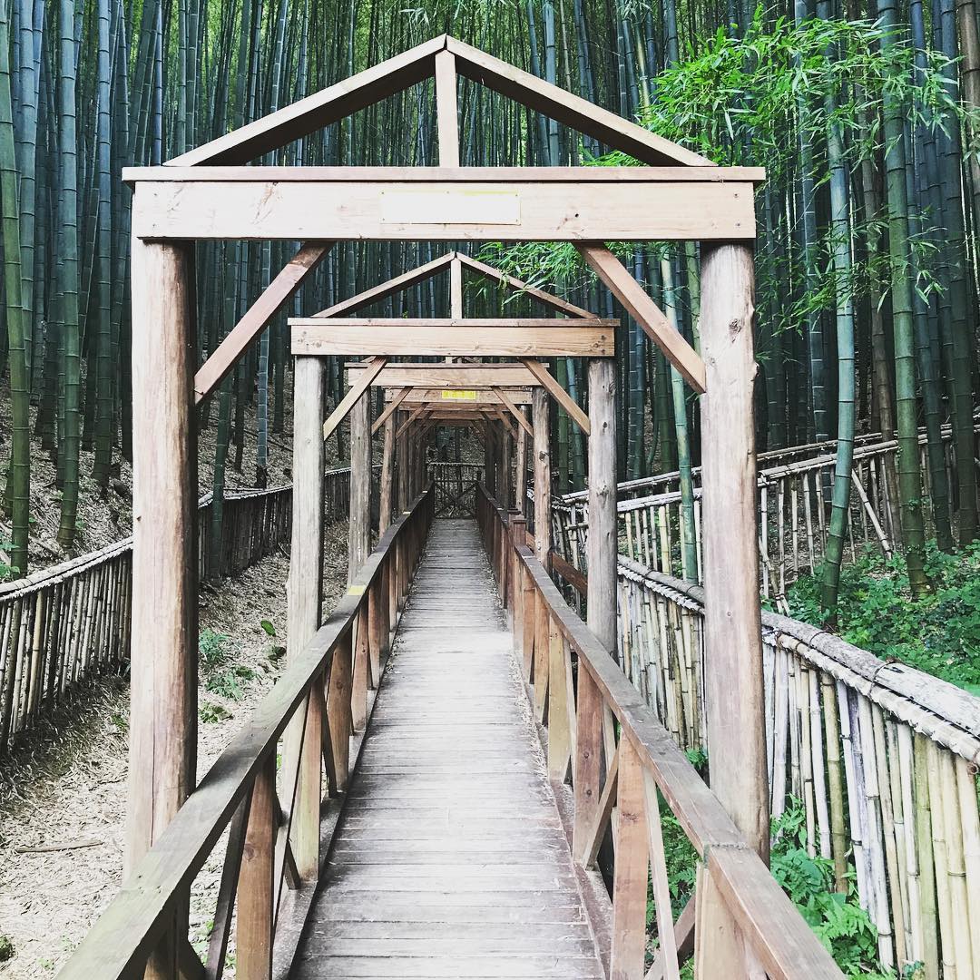 Đi bộ qua những đồn điền chè dưới hàng cây xanh rợp bóng